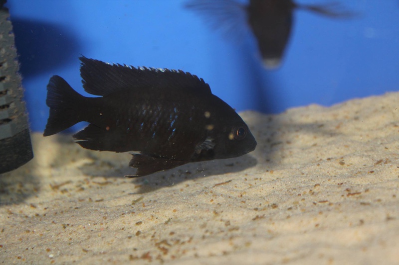 Copadichromis melas 'Mala Point'